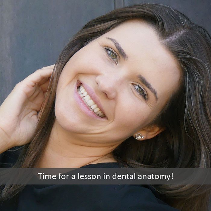 dental anatomy 2022 700 Watkin Dental Associates